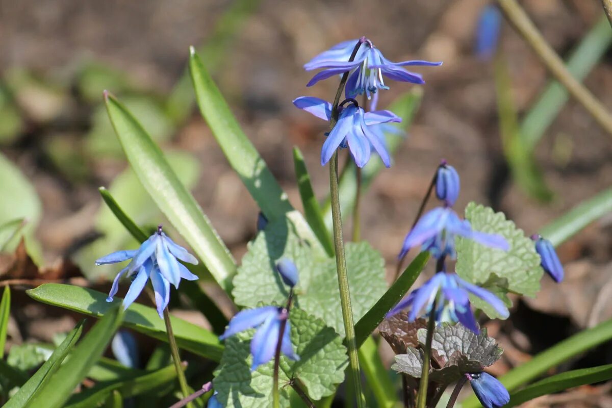 Пролеска сибирская фото 3 класс окружающий мир Пролеска сибирская (Scilla siberica) BOTSAD.BY