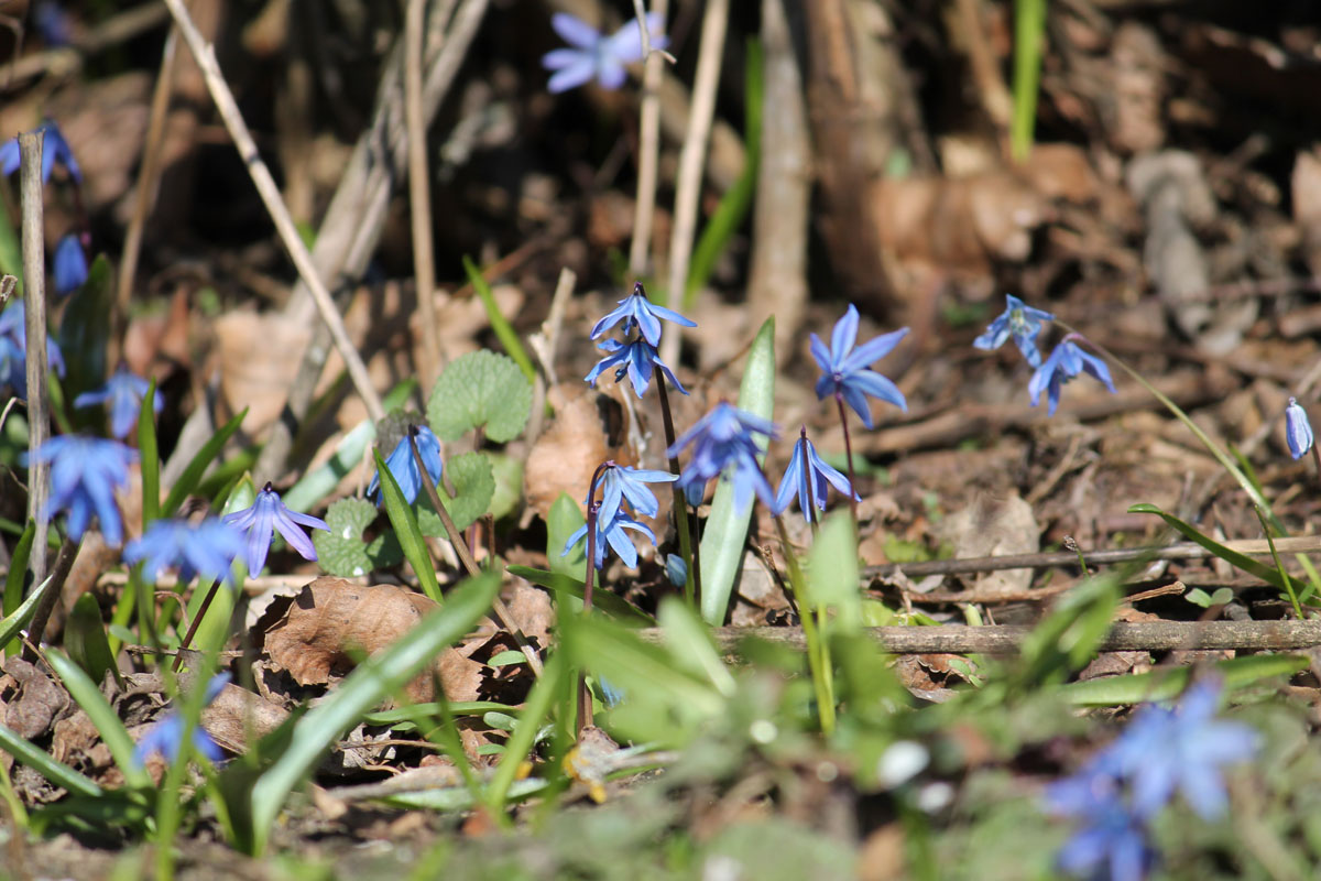 Пролеска сибирская фото 3 класс окружающий мир Пролеска сибирская (Scilla siberica) BOTSAD.BY