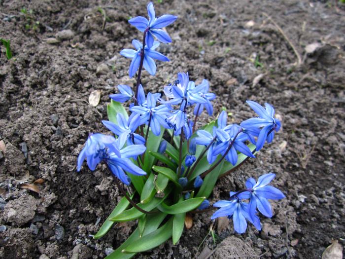 Пролеска сибирская фото 3 класс окружающий мир Scilla siberica (Пролеска сибирская) floristikus.ru