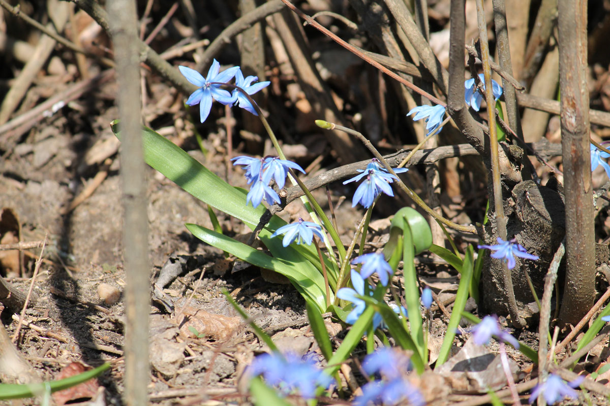 Пролеска сибирская фото 3 класс окружающий мир Пролеска сибирская (Scilla siberica) BOTSAD.BY