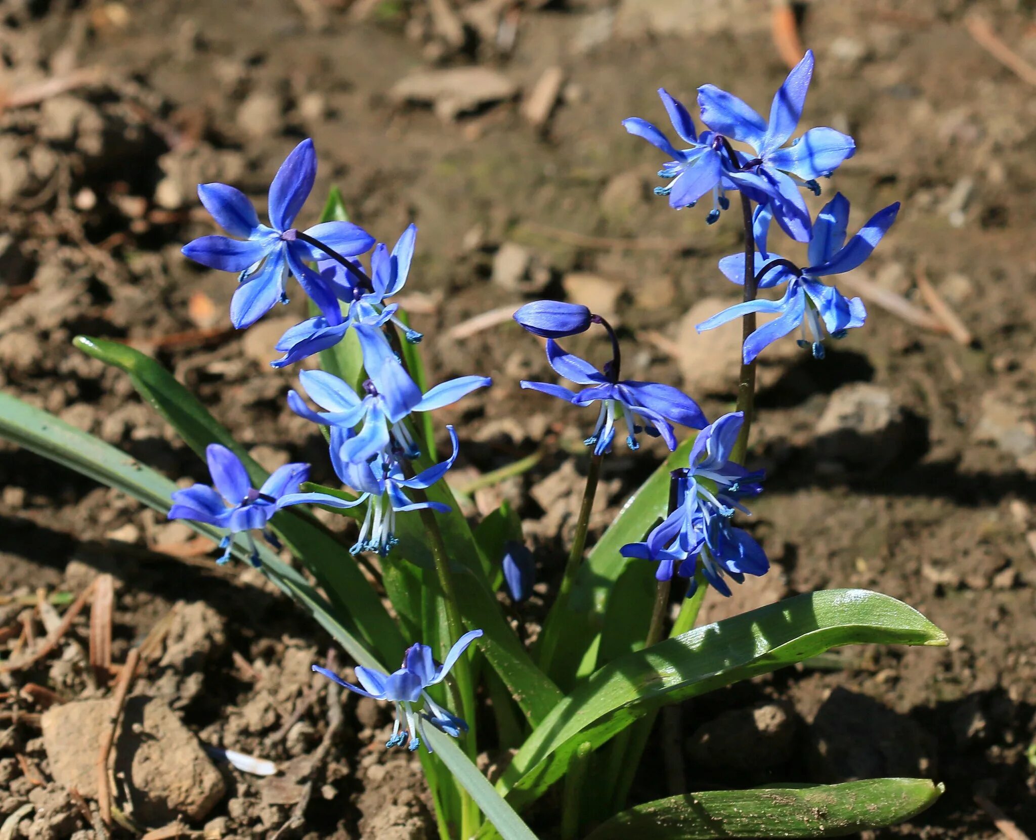 Пролеска сибирская фото Пролеска Сиберика Scilla Siberica - купить луковицы цветов с доставкой по Украин