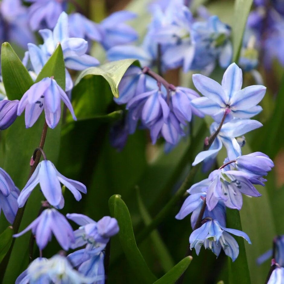 Пролеска сибирская фото Scilla siberica - Siberian squill bulbs