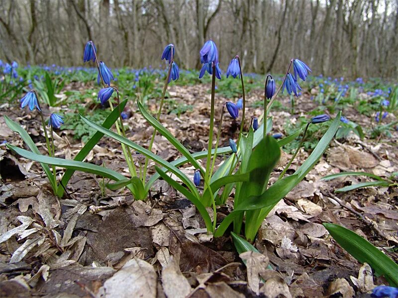 Пролеска сибирская фото и описание Scilla siberica - Image of an specimen - Plantarium