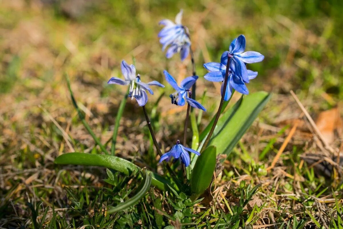 Пролеска сибирская фото и описание Пролеска Сибирская (Scilla Siberica): фотоподборка Торты, конфеты, пироги iberia