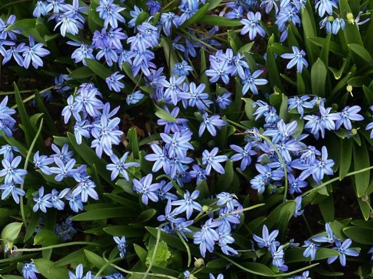 Пролеска сибирская фото растения This is a scilla, a dainty little flower grown from a bulb. Plant these in the f