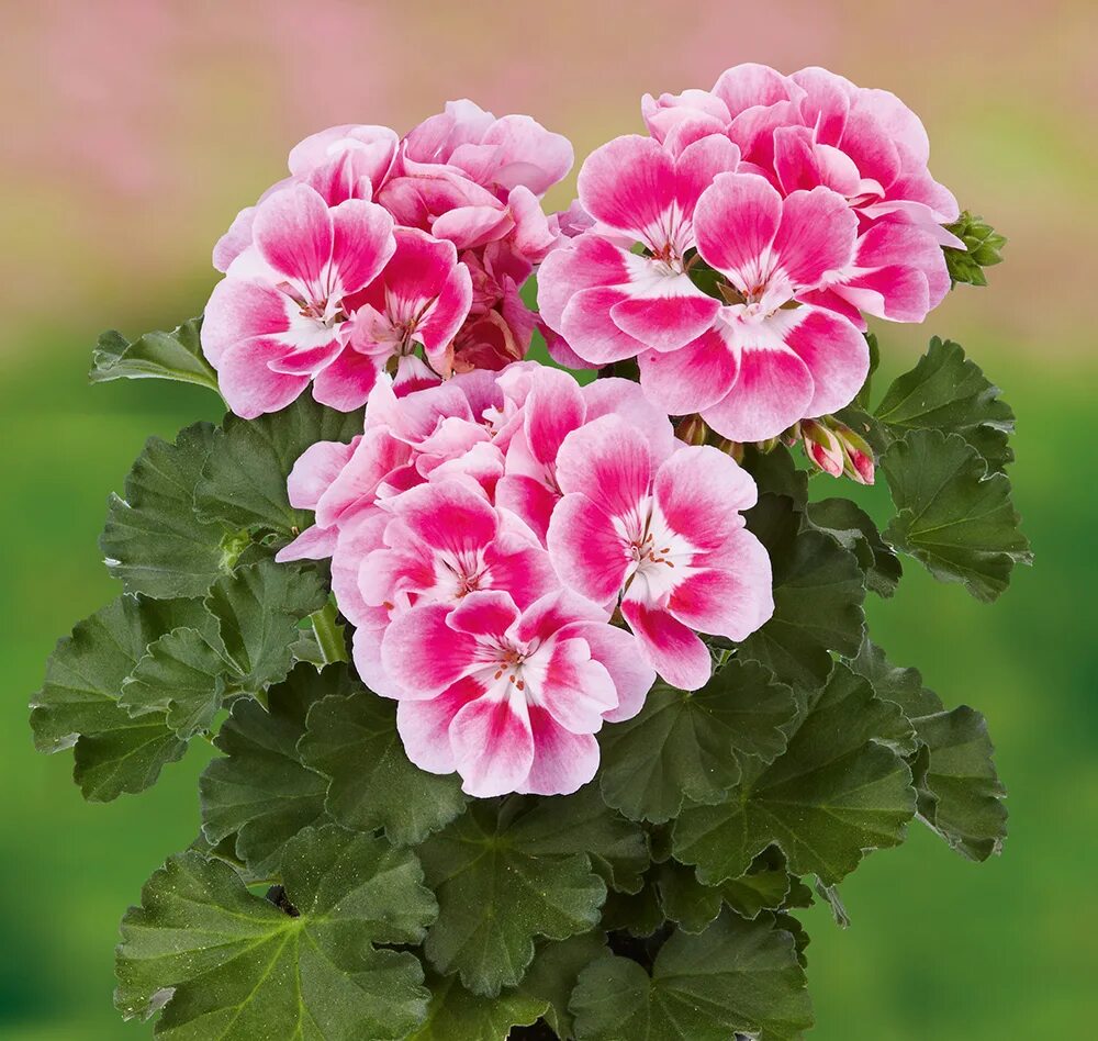 Промышленные сорта пеларгоний фото и названия Купить Pelargonium zonale (рассада) - Тюльпаны к 8 марта 2022г - БотаникШоп Смол