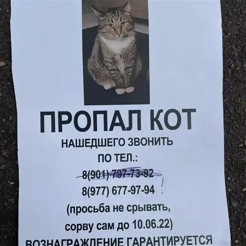 Пропал кот фото Пропала кошка объявления в вашем городе и области на сайте Pet911 - страница 4