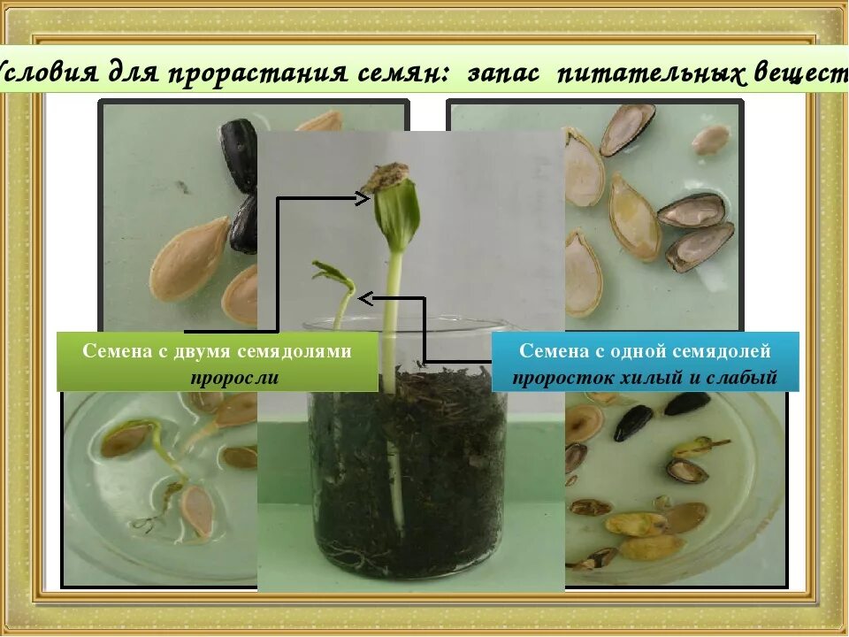 Прорастание семян фото Картинки ДЛЯ ПРОРАСТАНИЯ СЕМЯН РАСТЕНИЮ НЕОБХОДИМО