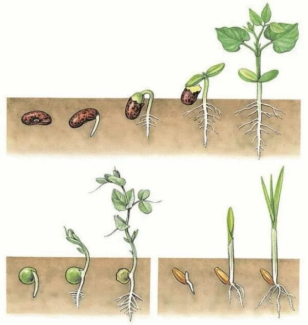 Прорастание семян фото Прорастание семени Прорастание семени - это формирование проростка из зародыша. 