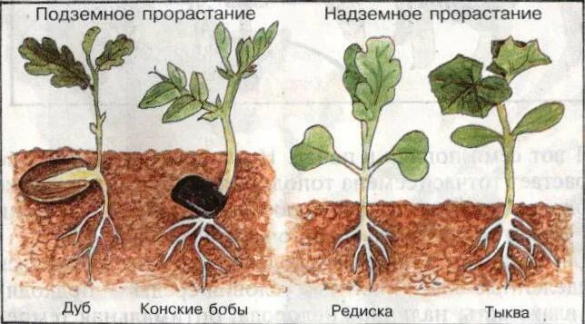 Прорастание семян фото "ызы?ты биология" факультативтік курс ба?дарламасы - биология, планирование