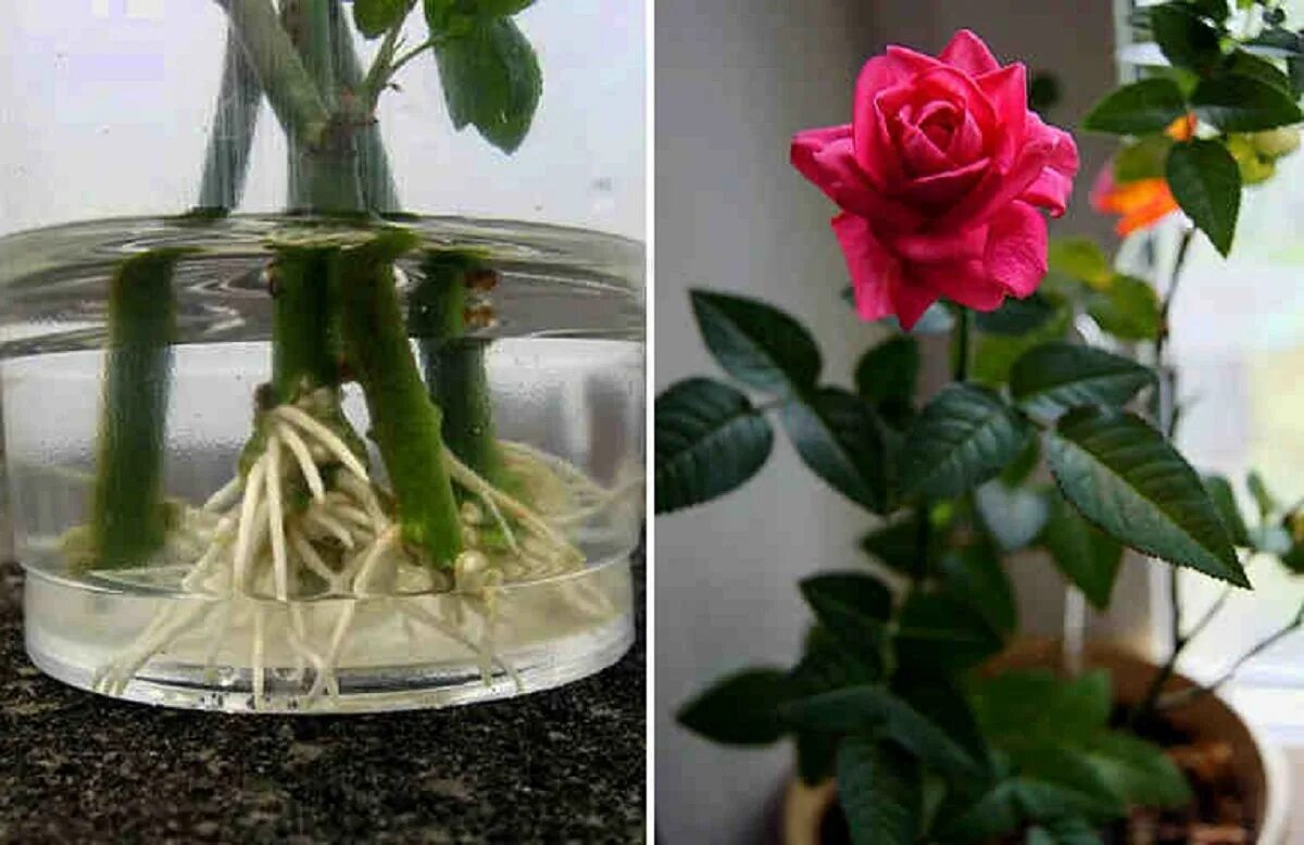 Прорастить розу из букета фото пошагово Beautiful Winter Roses - A Guide for Non-Gardeners