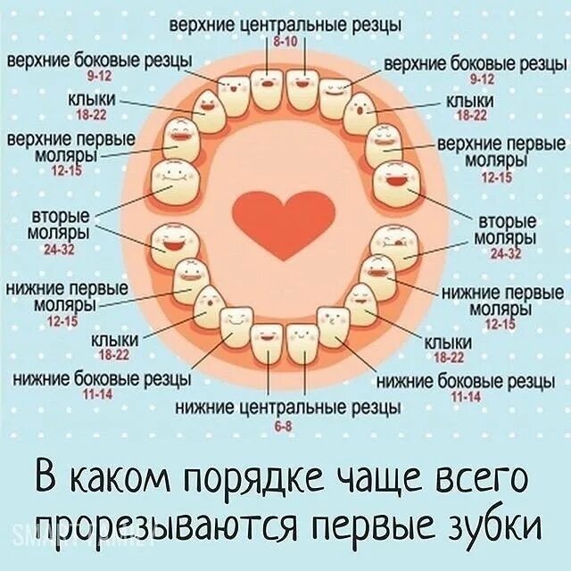 Прорезывание верхних резцов фото Пин на доске Айболит.