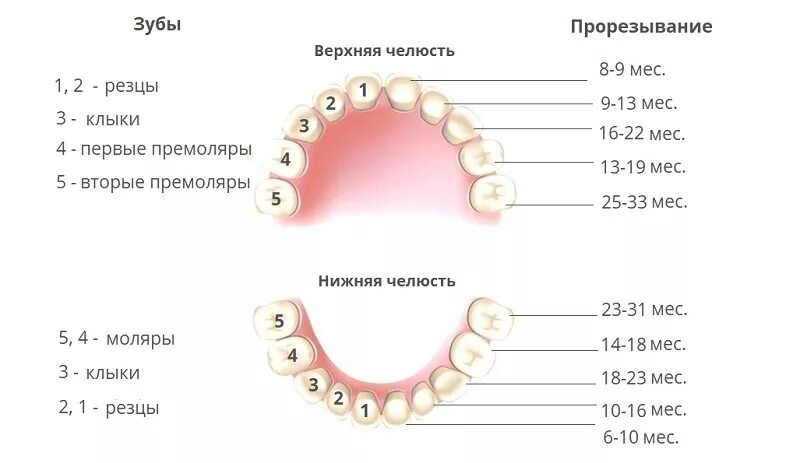 Прорезывание зубов фото десны нижних зубов Картинки ВТОРЫЕ КОРЕННЫЕ ЗУБЫ