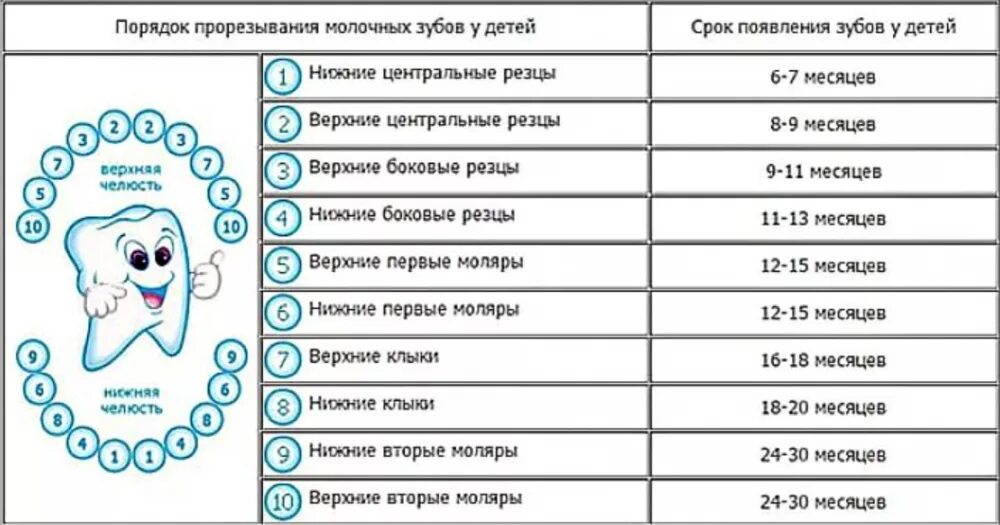 Прорезывание зубов схема фото Со скольки лезут зубки