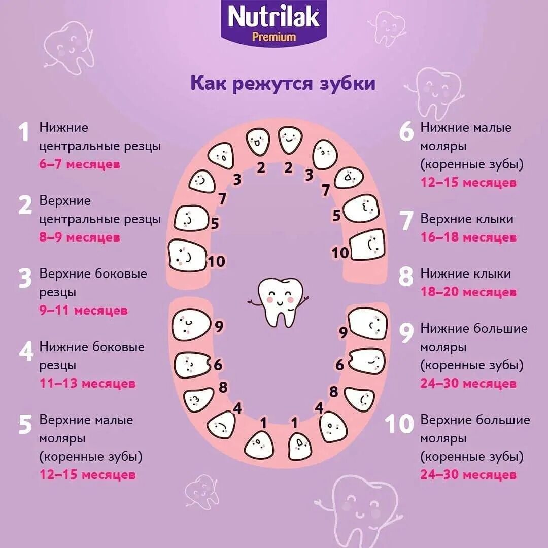 Прорезывание зубов схема фото Какой зуб режется первый