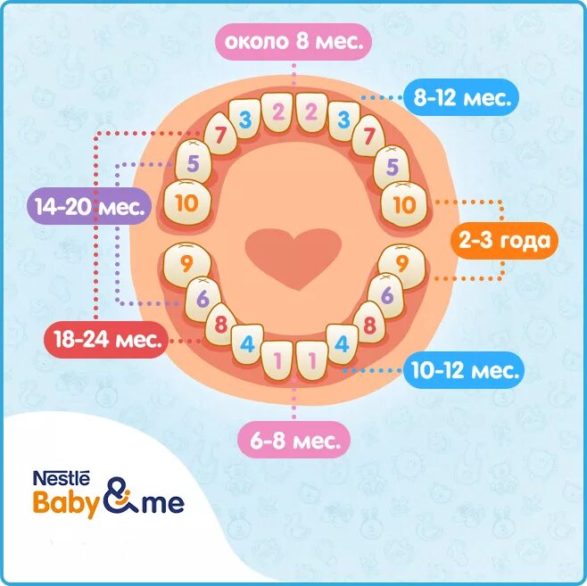 Прорезывание зубов схема фото Защита молочных зубов Почему необходимо следить за здоровьем молочных зубов