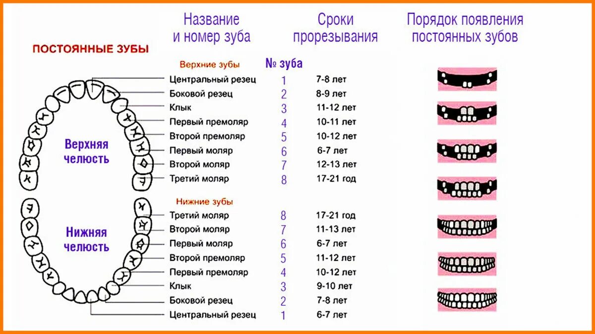 Прорезывание зубов схема фото Выпал молочный зуб, но новый не растет. Как быть? ZiZi Dent Авторская стоматолог