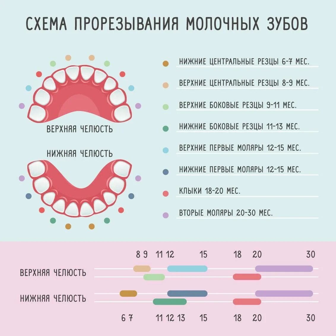 Прорезывание зубов схема фото Нормы и сроки прорезывания зубов у младенцев: симптомы и способы облегчения