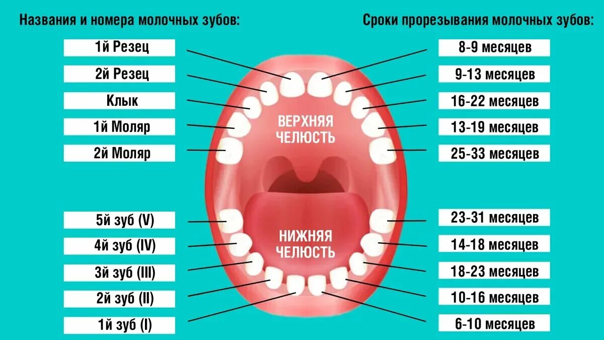 Прорезывание зубов схема фото Нет зубов у ребенка в 9 месяцев: причины и рекомендации