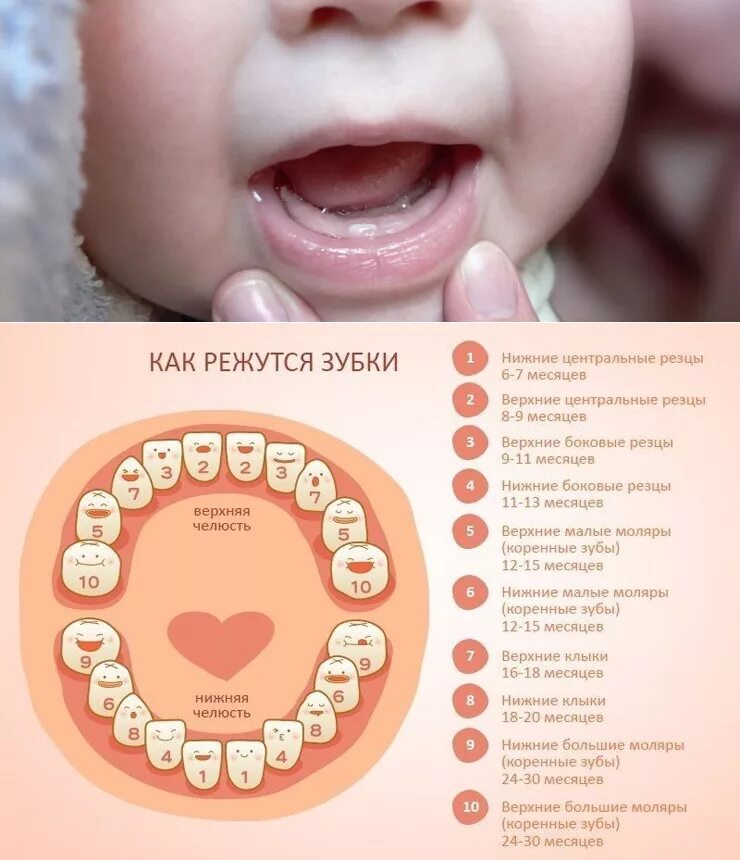 Прорезывание зубов у детей до года фото Сколько режутся первые