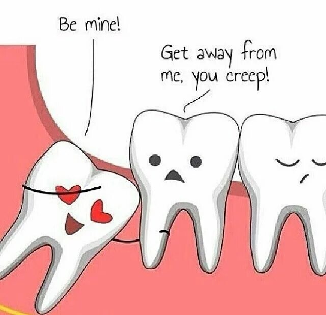 Прорезывающийся зуб мудрости фото Annoying third molar Dental jokes, Wisdom teeth, Dental fun