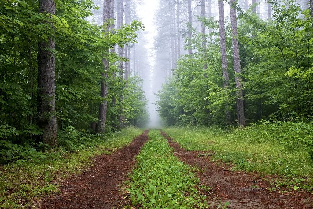 Просека в лесу фото pinder trail Fog Sault Ste. Marie Regional Conservation Au. Flickr