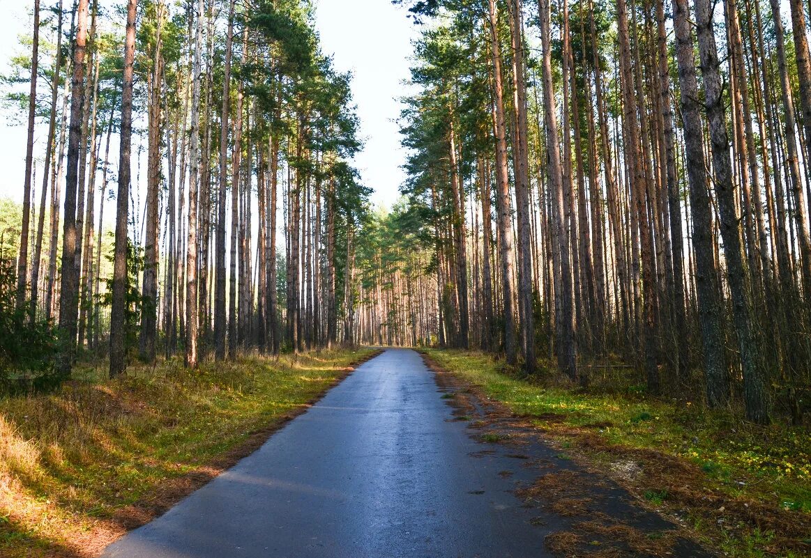 Просека в лесу фото Солнечная поляна. :: наташа - Социальная сеть ФотоКто