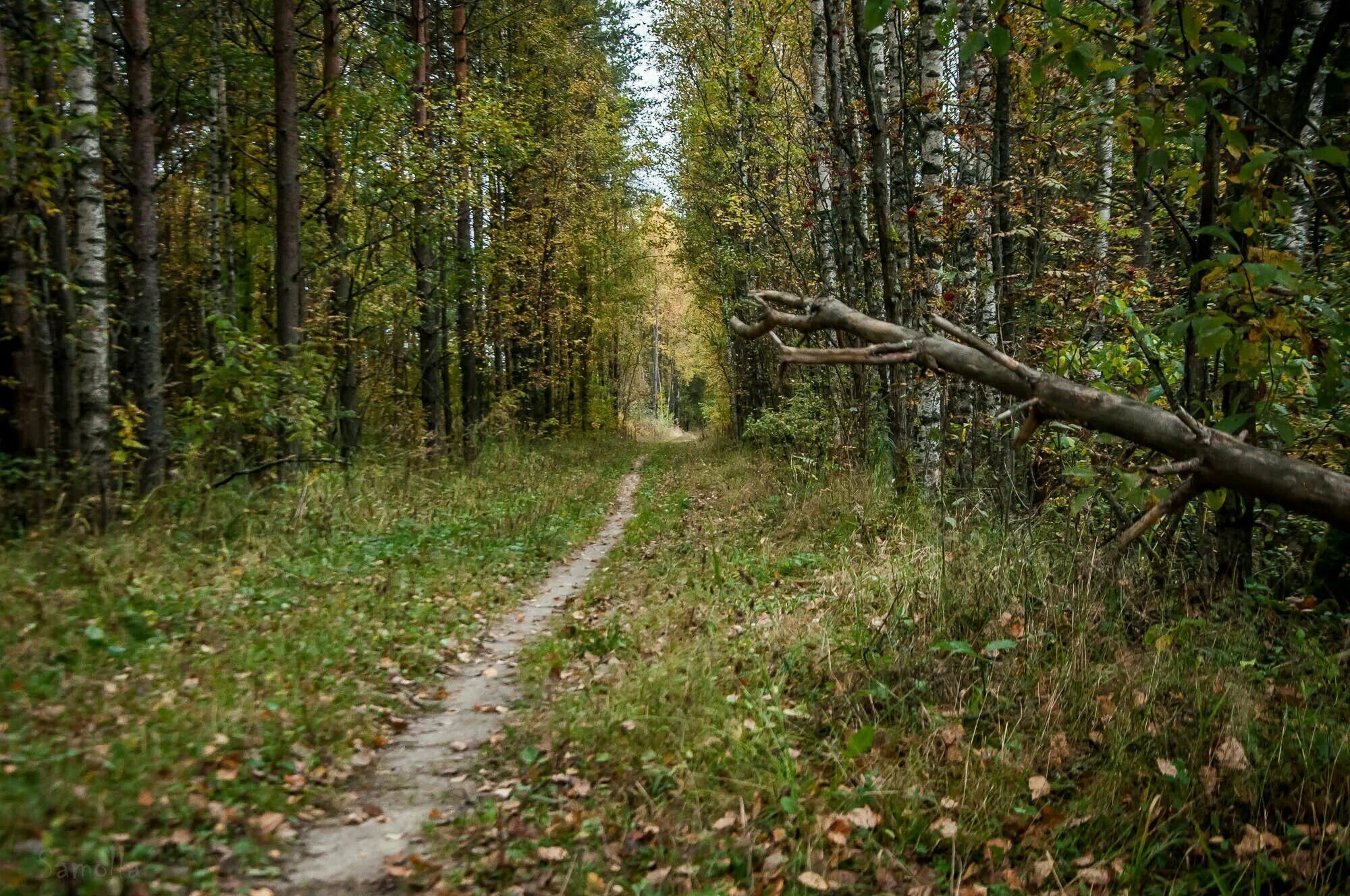 Просека в лесу фото Просека про: найдено 83 изображений