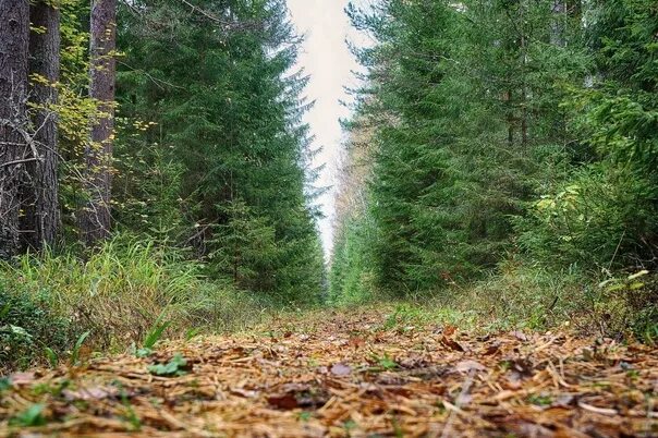 Просека в лесу фото Кто расчертил дремучие леса? У Сергея Доле очень много потрясающих репортажей о 