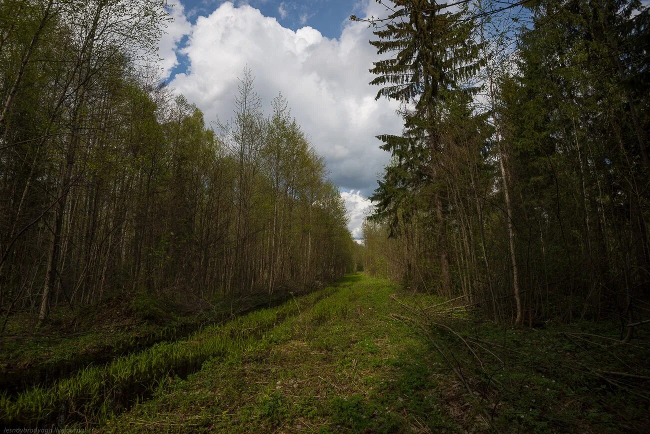 Просека в лесу фото Муравей или по просеке от Лужского ш. в глухие леса ) - А я еду, а я еду за мечт