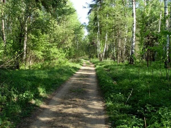 Просека в лесу фото Просека от Чагинских прудов до тропинки от ул. Головачёва - Москва