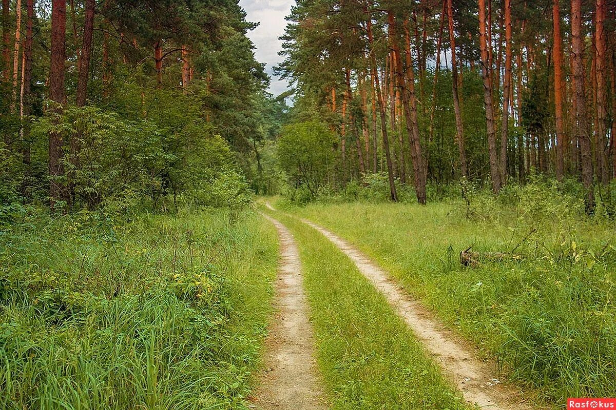 Просека в лесу фото Фото: Тропа в лесу. Фотограф Елена Виноградова. Пейзаж. Фотосайт Расфокус.ру