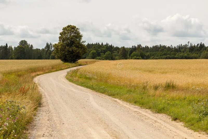 Проселочная дорога фото Gravel countryside road stock photo. Image of land, countryside - 71014714