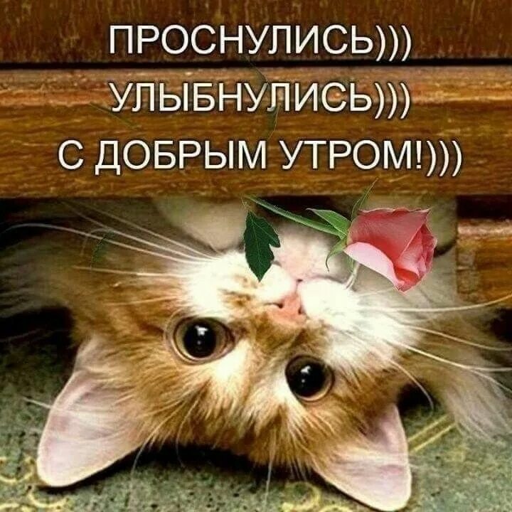 Проснулись потянулись доброе утро картинки прикольные Pin on Доброе утро Baby animals, Animals, Cats