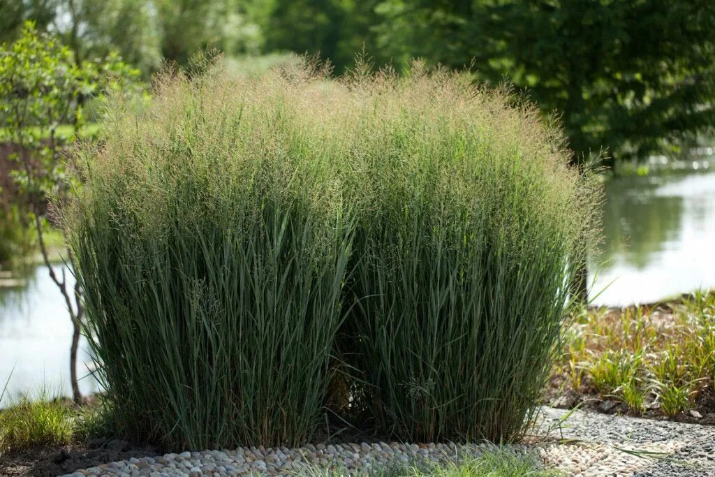 Просо декоративное фото Plant Profile: Panicum virgatum cvs Plants, Landscape, Outdoor