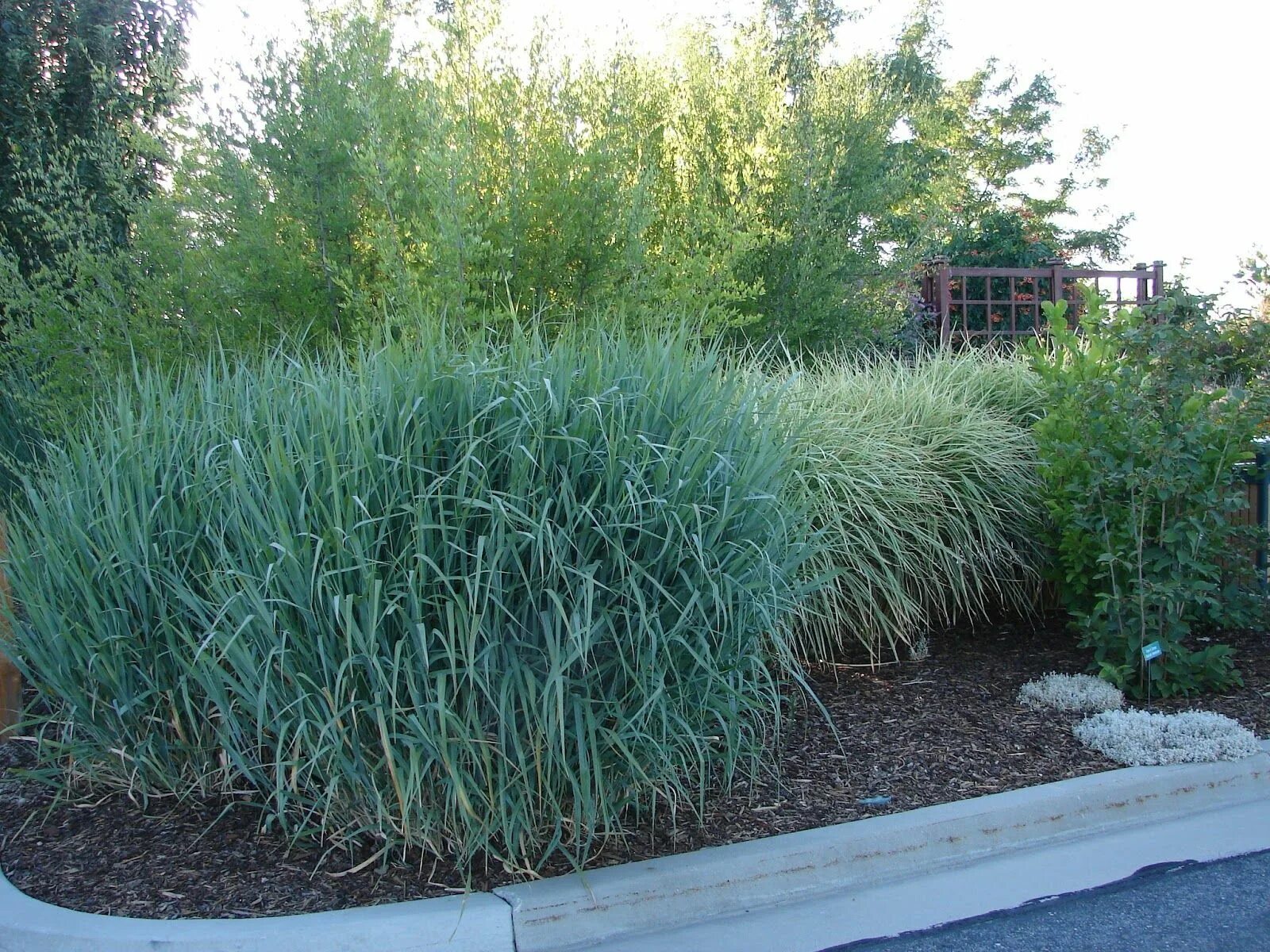 Просо декоративное фото Panicum virgatum 'Dallas Blues' - A "Must Have" For Utah Gardeners! Ornamental g