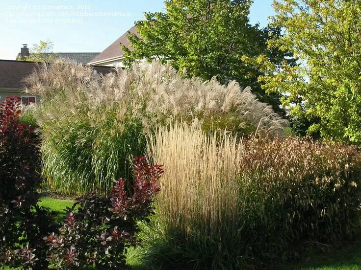 Просо декоративное фото Ornamental grass Ornamental grasses, Grasses landscaping, Planting flowers