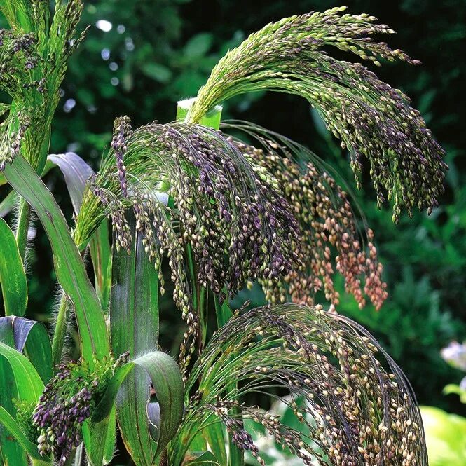 Просо декоративное фото Panic Grass семена - Panicum violaceum - 600 семян - Garden Seeds Market Бесплат