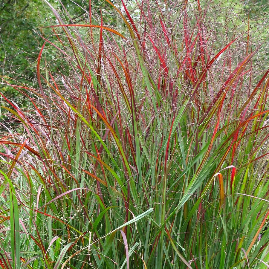 Просо декоративное фото Купить Просо прутьевидное Squaw - Просо - GardenPlants