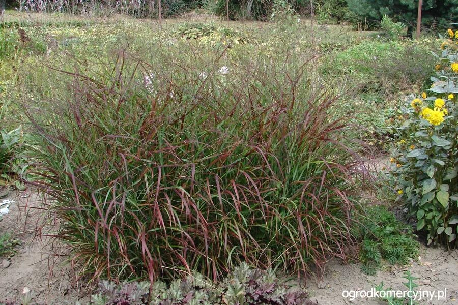 Просо декоративное фото Просо прутьевидное "Rotstrahlbusch" LeafGarden