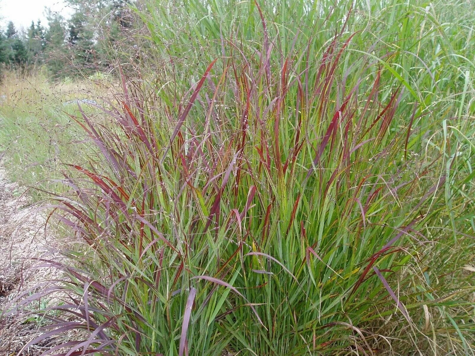 Просо декоративное фото Panicum virgatum Shenandoah RED SWITCHGRASS Seeds! eBay