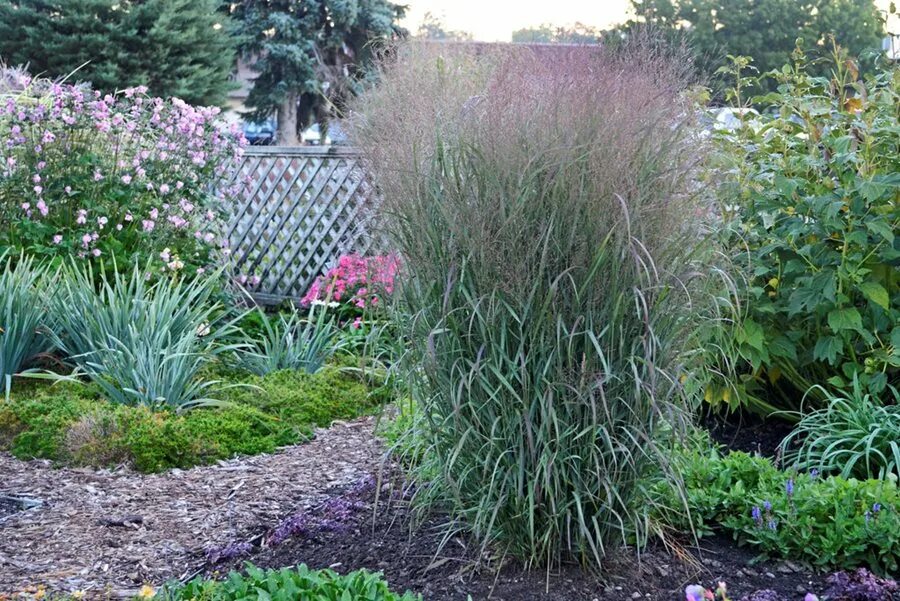 Просо декоративное фото Switchgrass (Panicum virgatum): A Growing Guide Garden Design