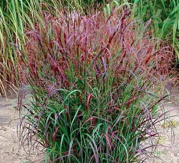 Просо декоративное фото Просо прутьевидное Скво (Panicum virgatum Squaw) купить в Москве по низкой цене 