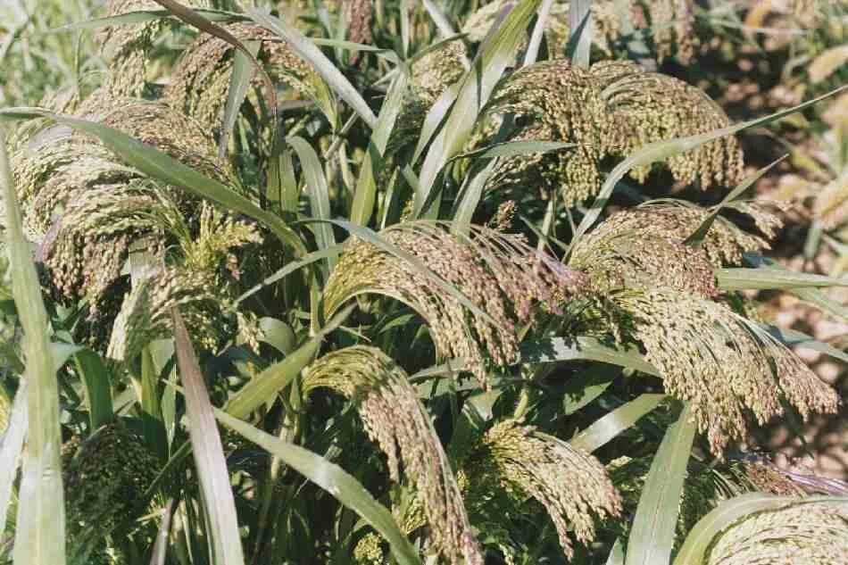 Просо декоративное фото PANICUM violaceum - Muller Seeds