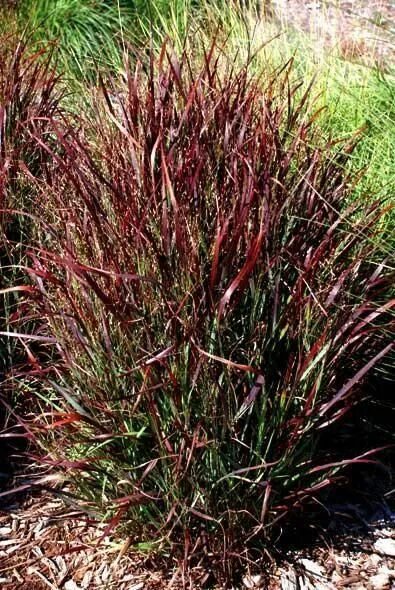 Просо декоративное фото Switch Grass - Panicum virgatum 'Shenandoah' Ornamental grasses, Grasses garden,