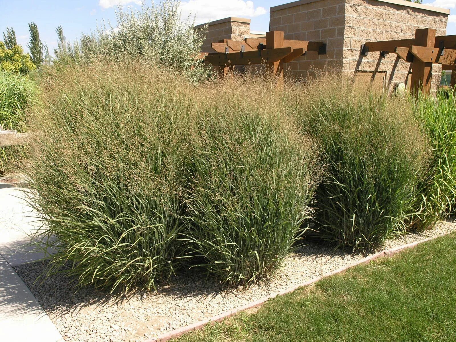 Просо декоративное фото Switchgrass 'Panicum Virgatum' Backyard design, Sun plants, Backyard