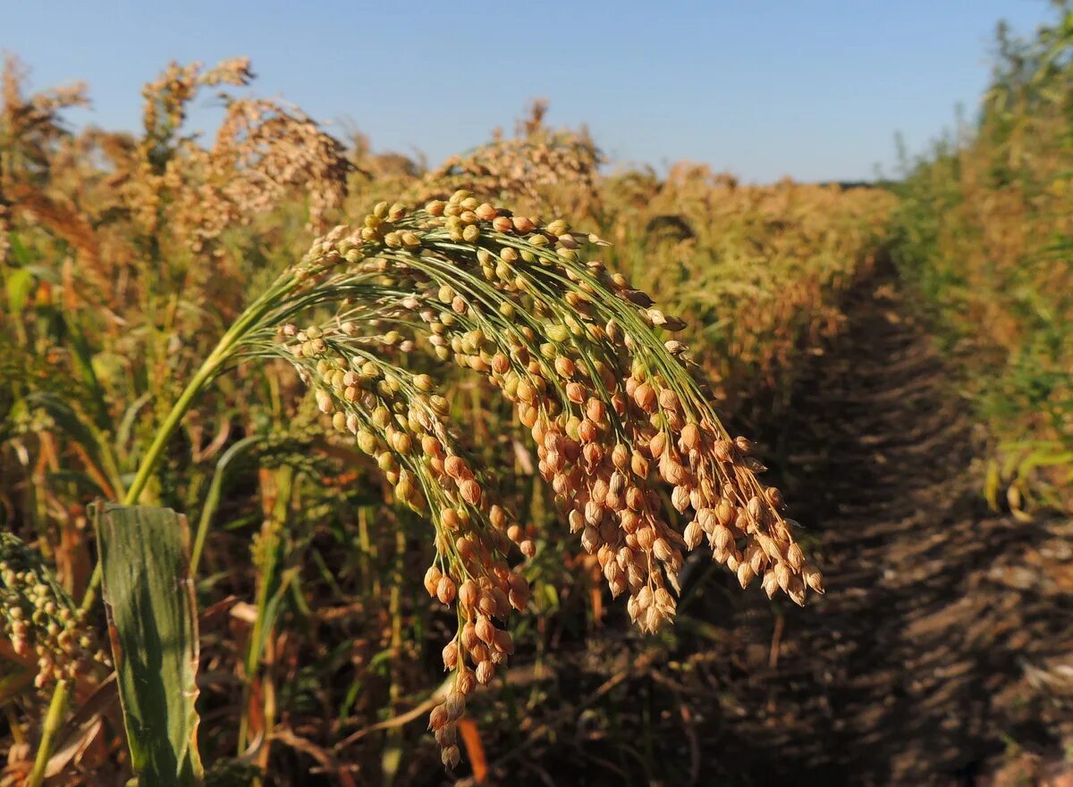 Просо это зерновая культура фото Продажа - ПРОСО ПОСЕВНОЕ сорт ЗАРЯНА