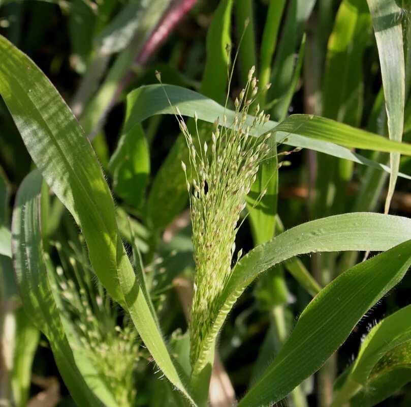 Просо как выглядит растение Panicum virgatum - Image of an specimen - Plantarium