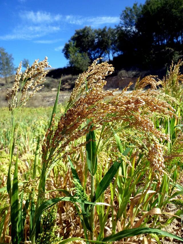 Просо как выглядит растение Файл:PANICUM MILIACEUM - LLANERA - IB-005 (Mill).JPG - Вікіпедія