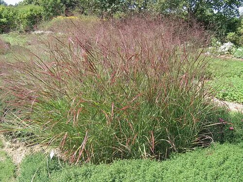 Просо прутьевидное в ландшафтном дизайне фото Panicum virgatum 'Hanse Herms' - Red Switchgrass in 2024 Ponds backyard, Aquatic